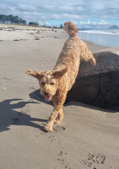 Finn – Gastrointestinal/Skin Disease and Anxiety