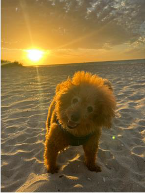 Marco – Gastrointestinal, Urogenital and Heart Disease