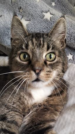 Moddy – Joint Pain, Weight Loss, Chronic Fever&nbsp;