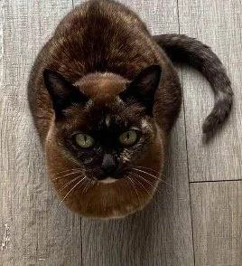 Latte – Chronic Renal Disease&nbsp;