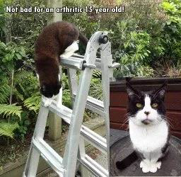 Bruce – Kidney &amp; Pancreatic Disease&nbsp;