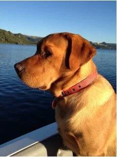 Louie - Severe Osteoarthritis &amp; Hip Dysplasia