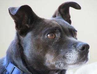 Bunty – Osteoarthritis&nbsp;