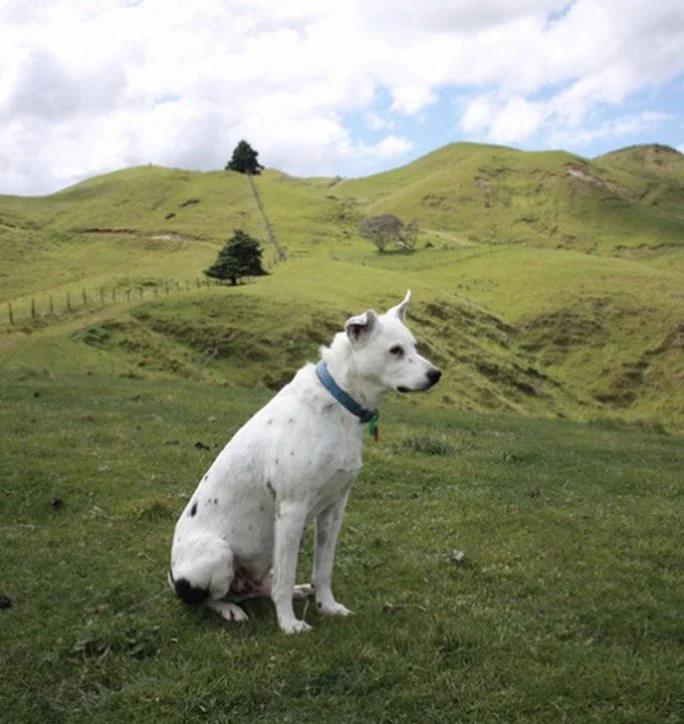 Flash – Osteoarthritis, Anxiety and Prostate Enlargement