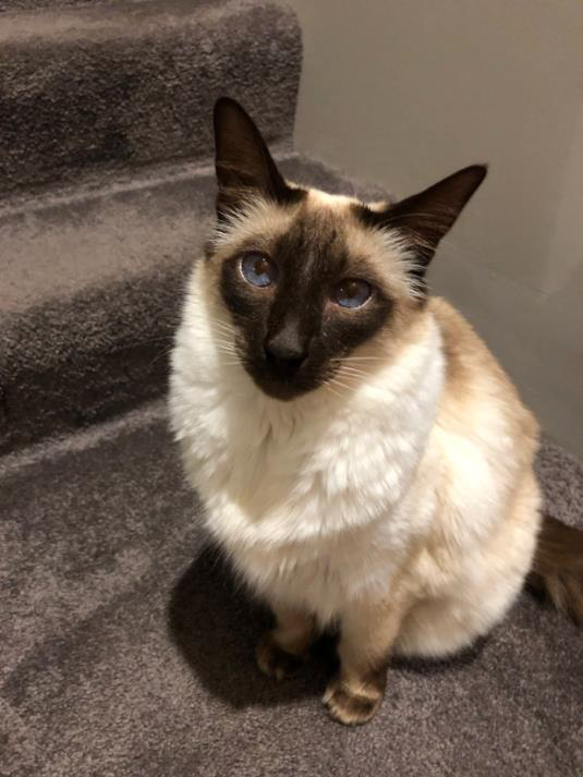 Kiki – Respiratory Disease