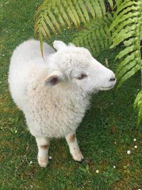 Barbara – Pneumonia