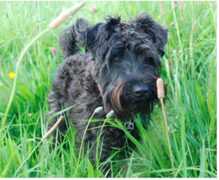 Pewter – Skin/Gastrointestinal Disease, Pancreatitis &amp; Anxiety