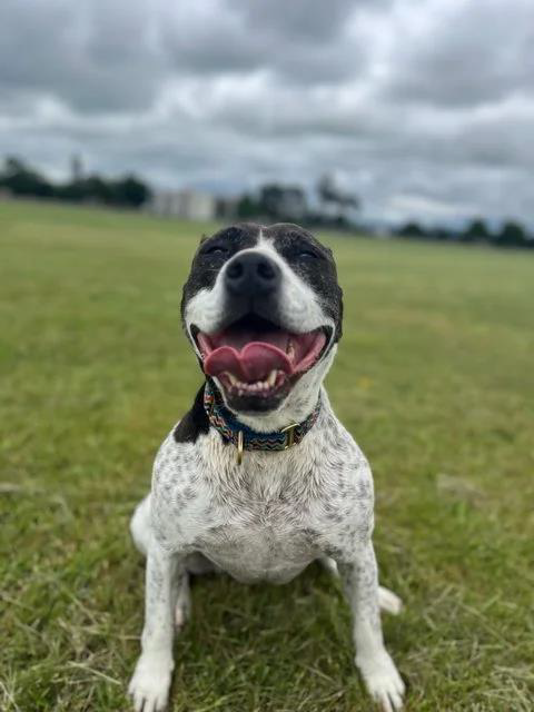 Tess – Urinary Incontinence Support