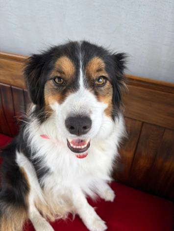 Tarn – Urinary Incontinence &amp; Immune Support&nbsp;