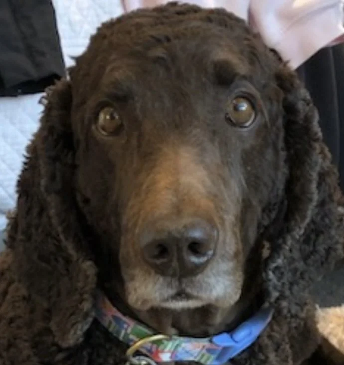 Leto - Back/Joint Pain &amp; Anxiety