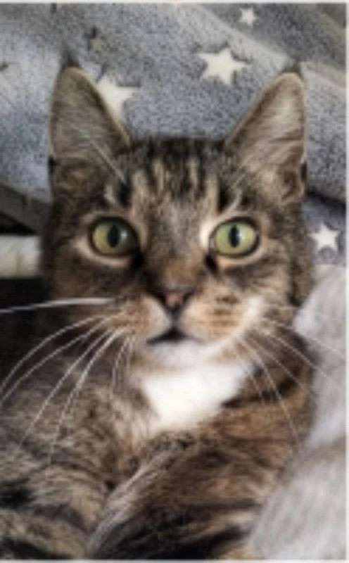 Close-up of a tabby cat with green eyes lying down on a blanket with star patterns.