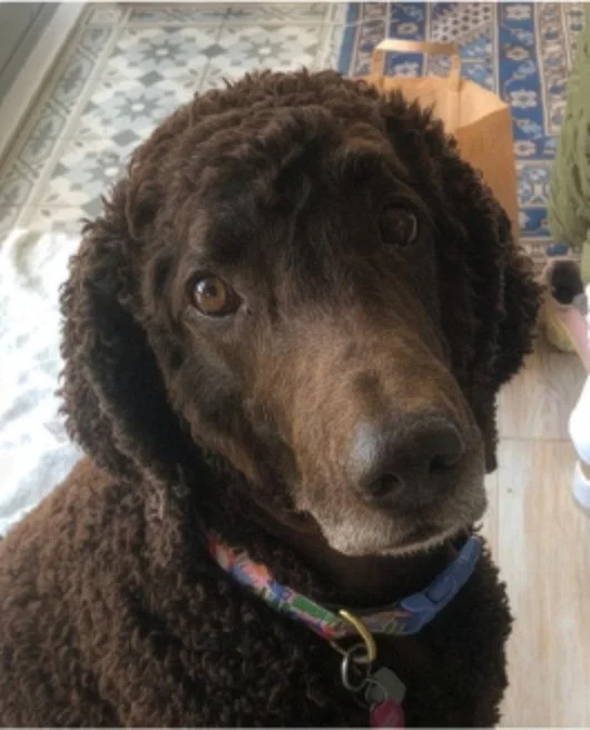 Close-up of a brown curly-haired dog with expressive eyes, wearing a colorful collar, indoors on a wooden floor with patterned rugs in the background.