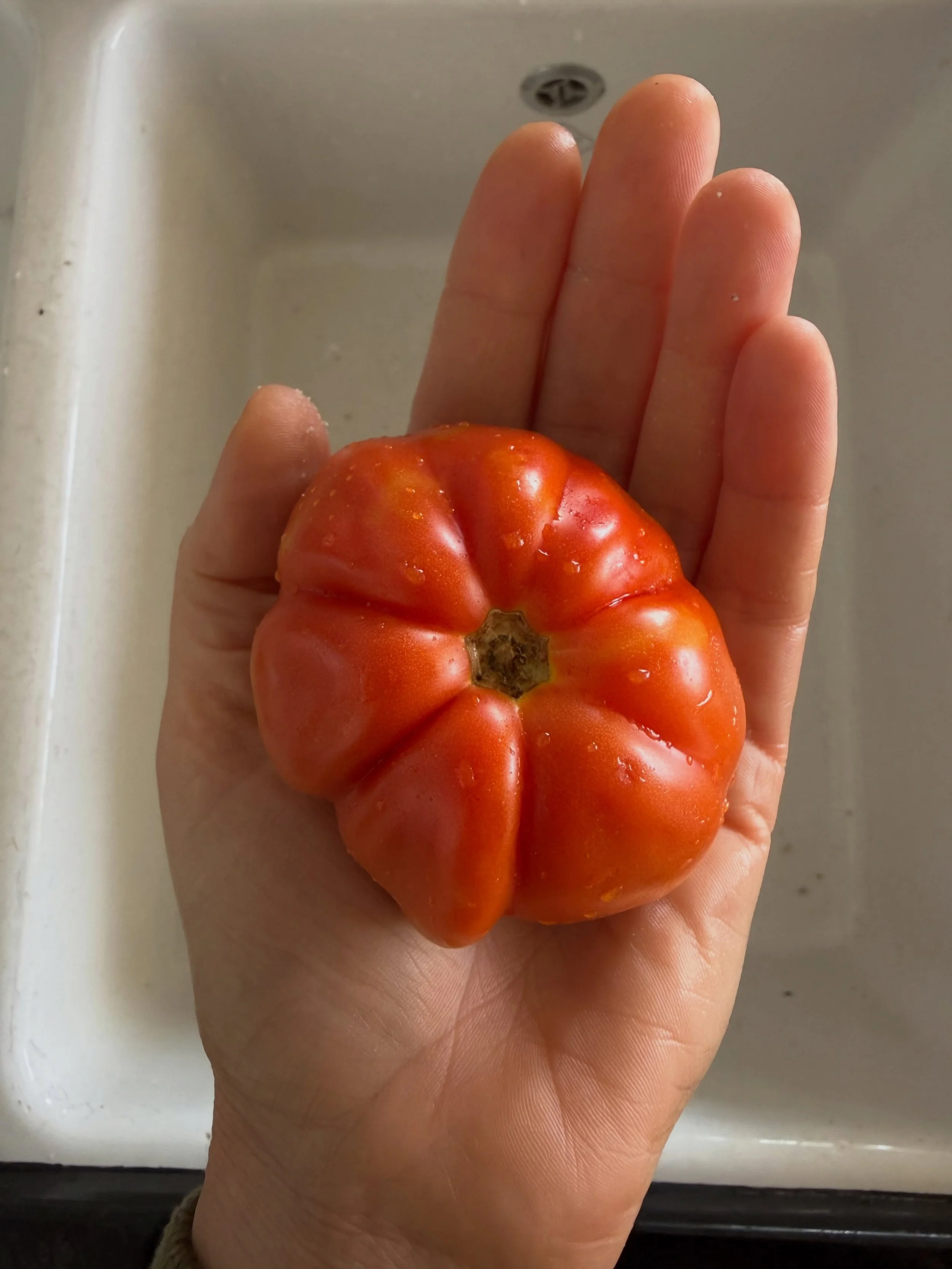 My little tomato 🍅 shrub just keeps giving. Not all at once, little surprises here and there there.it makes me smile every time the red shines through. The taste though is next level&hellip;.small things in life.

#homegrown #tomato #gratitude #plan