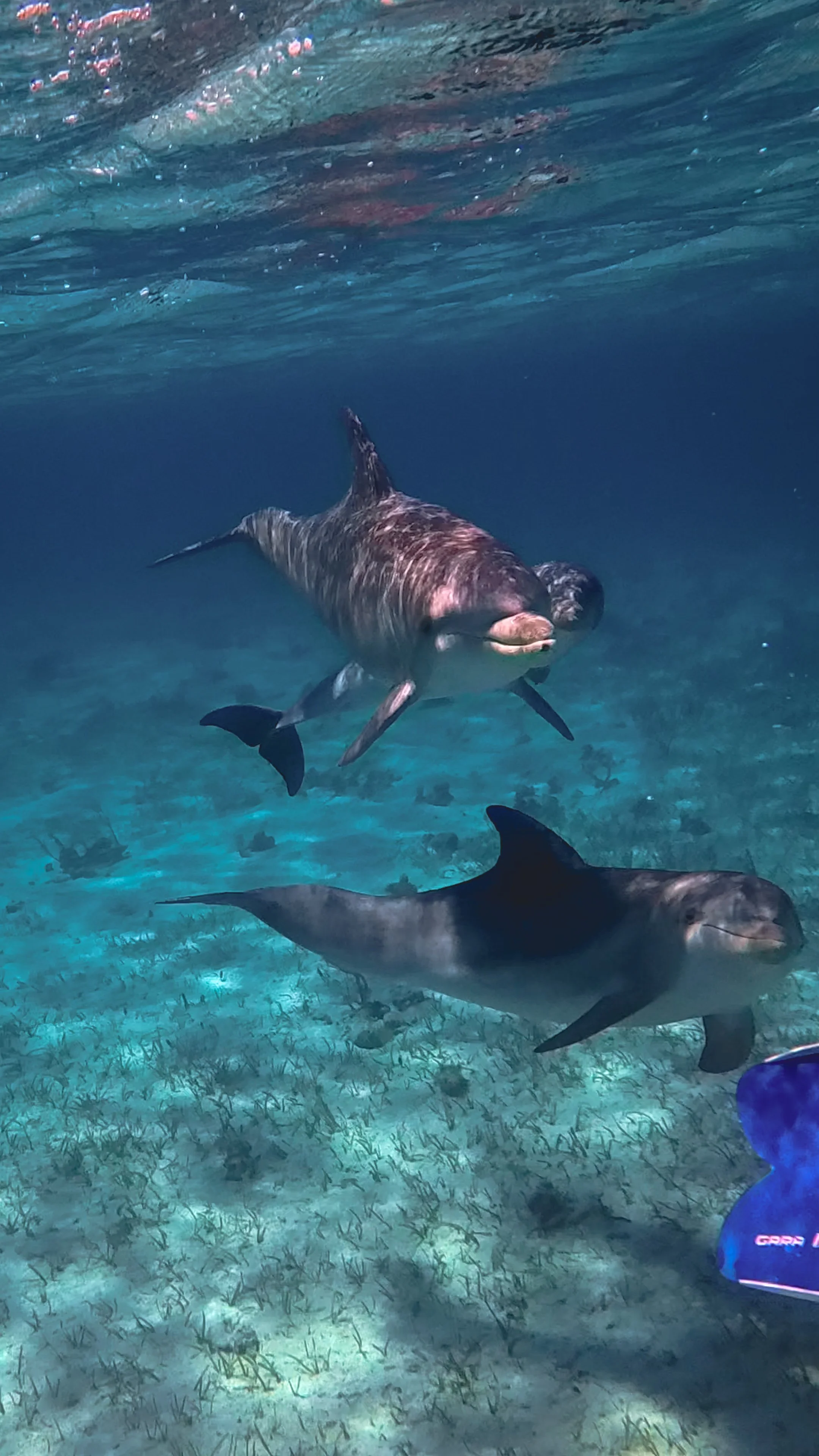 N2S2 14 blekn photo dolphins 08.JPG