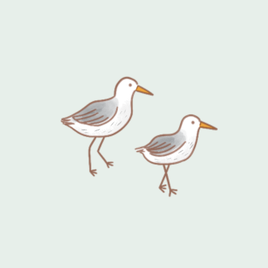 seagulls.png