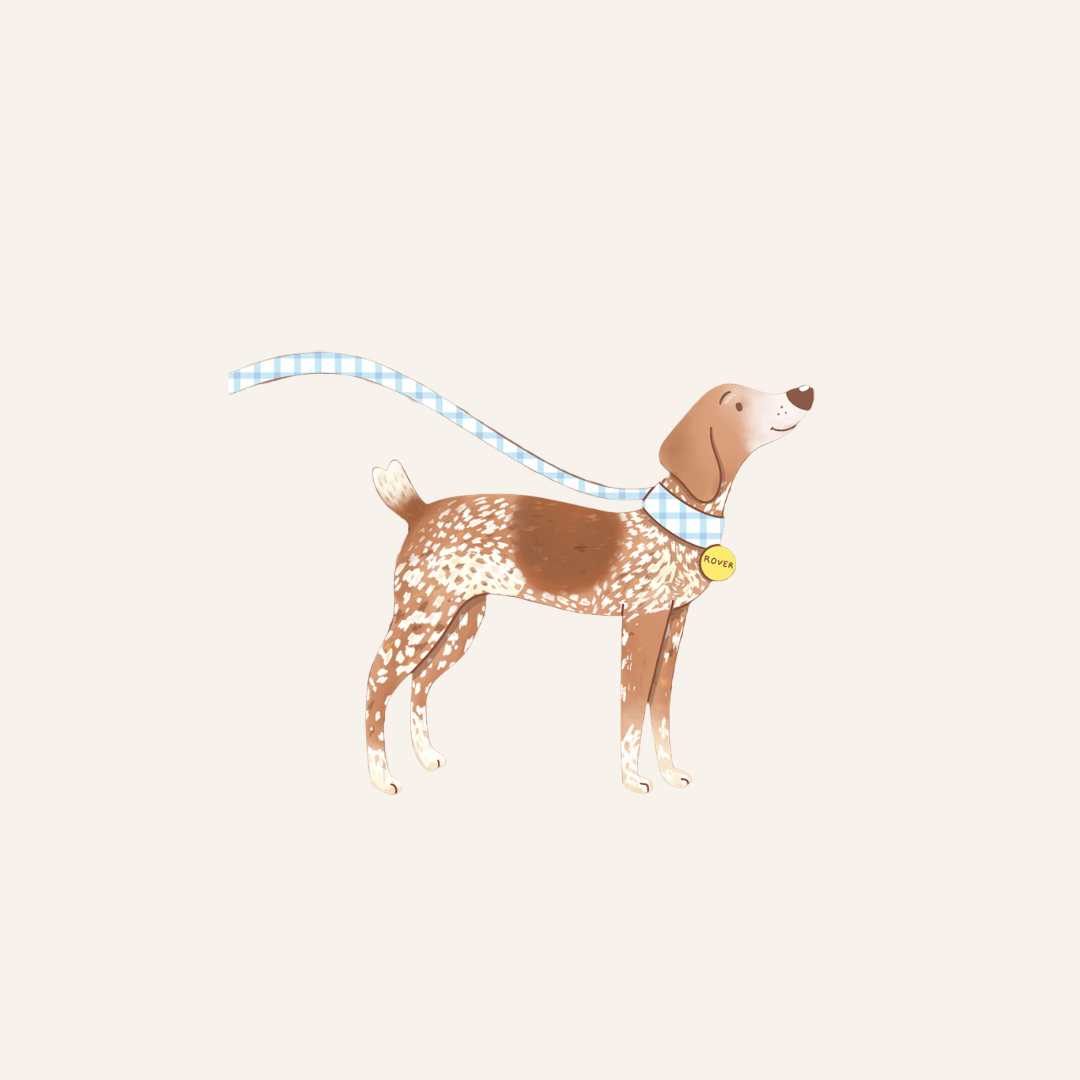 Rover the pointer dog with blue gingham collar