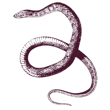A simple line drawing of a snake in purple
