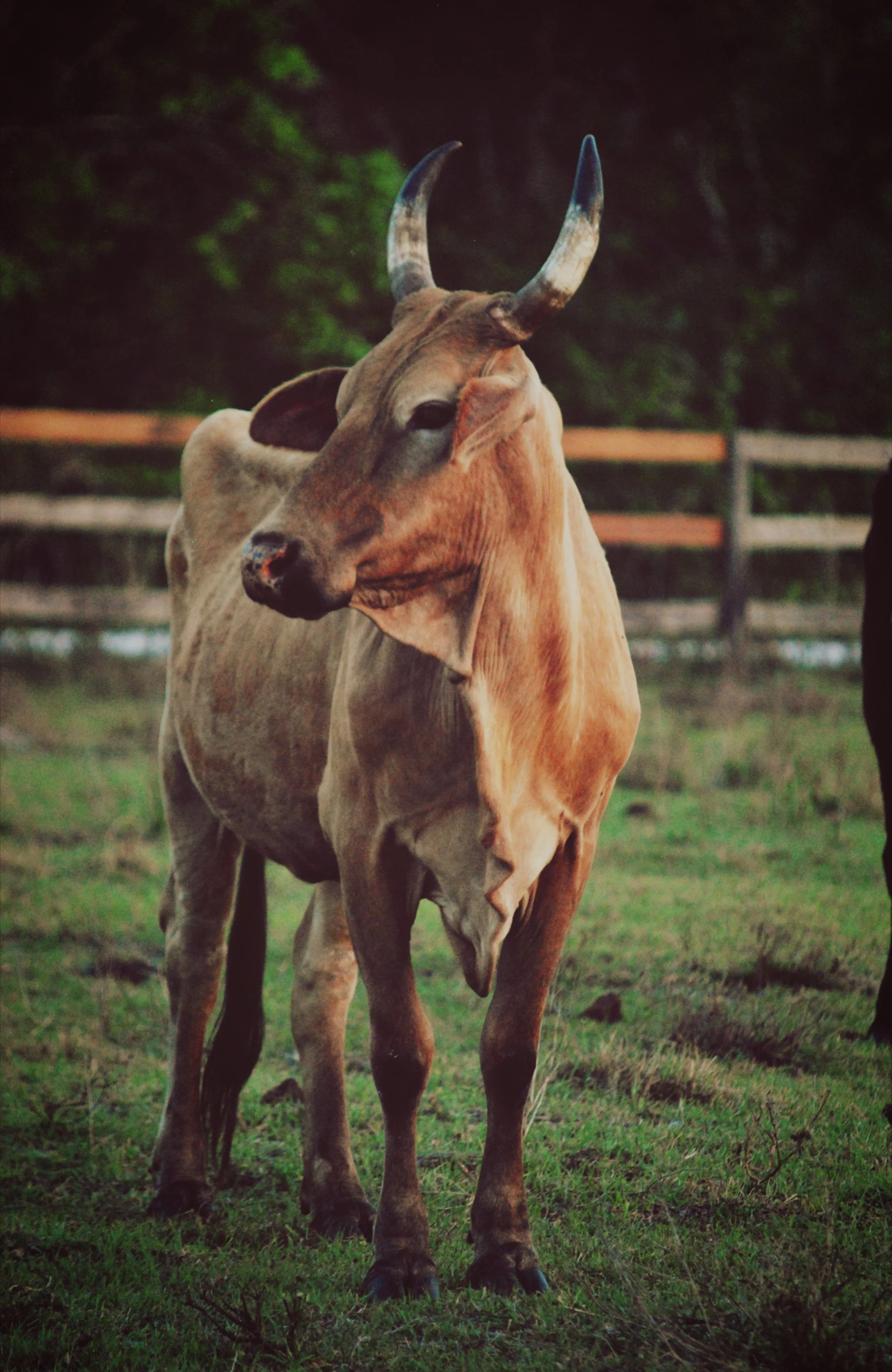 A brown cow with prominent horns standing on green grass with a wooden fence in the background.