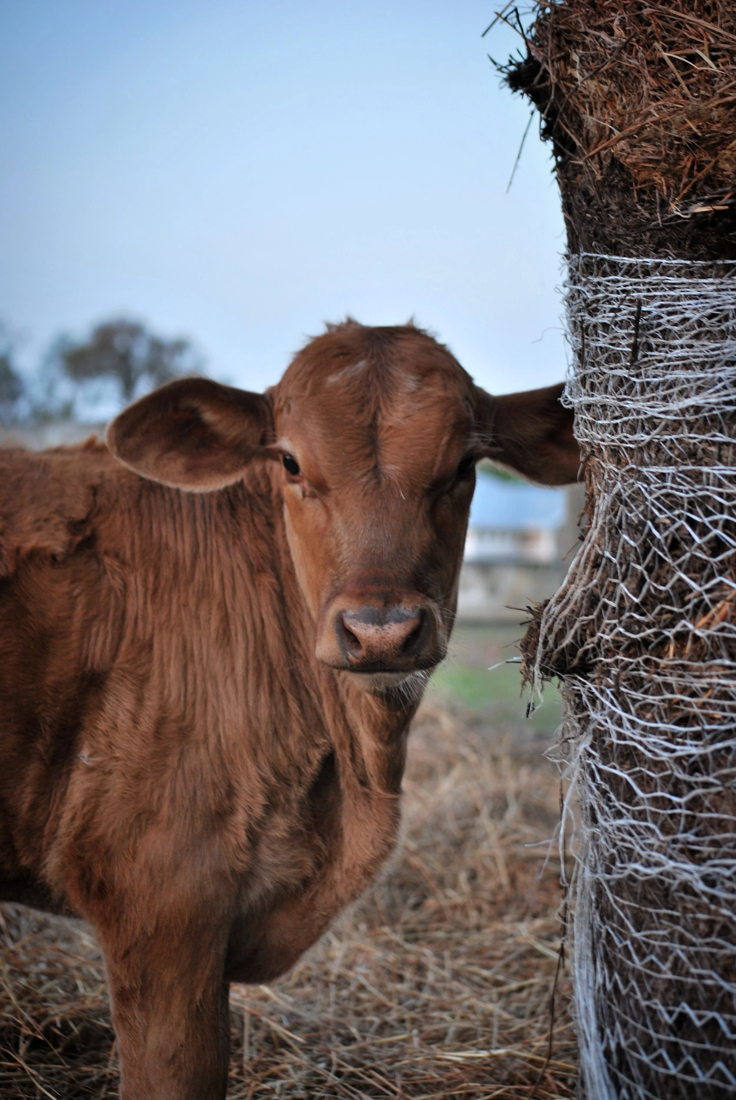 A young brown calf standing next to a tree with rope netting, in a farm setting during daytime.