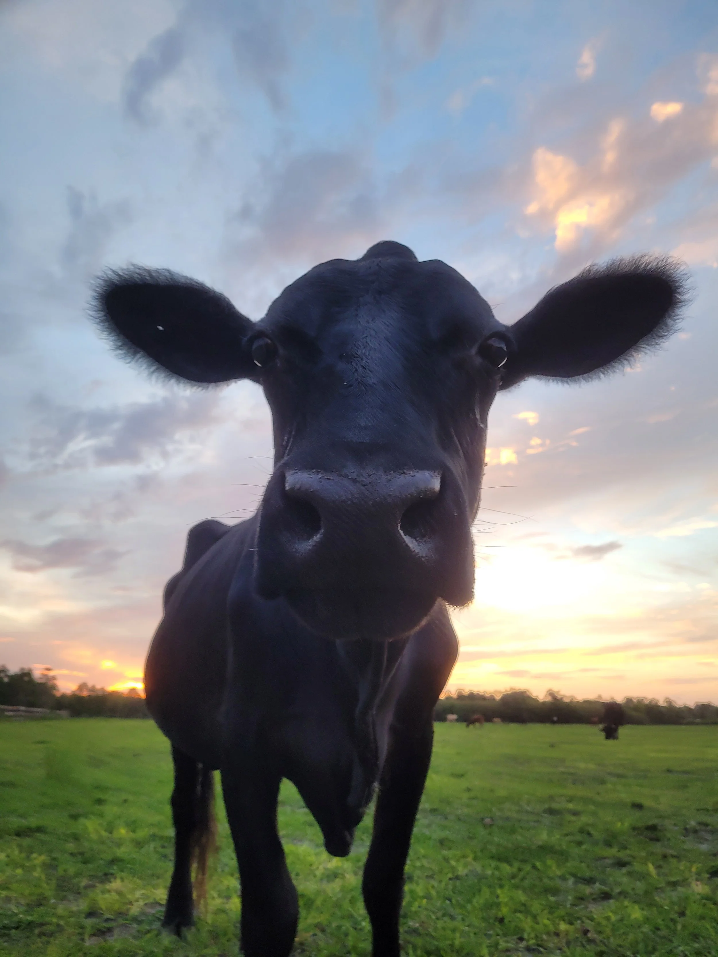 Close-up of a black cow's face in a green field at sunset, with other cows in the background.
