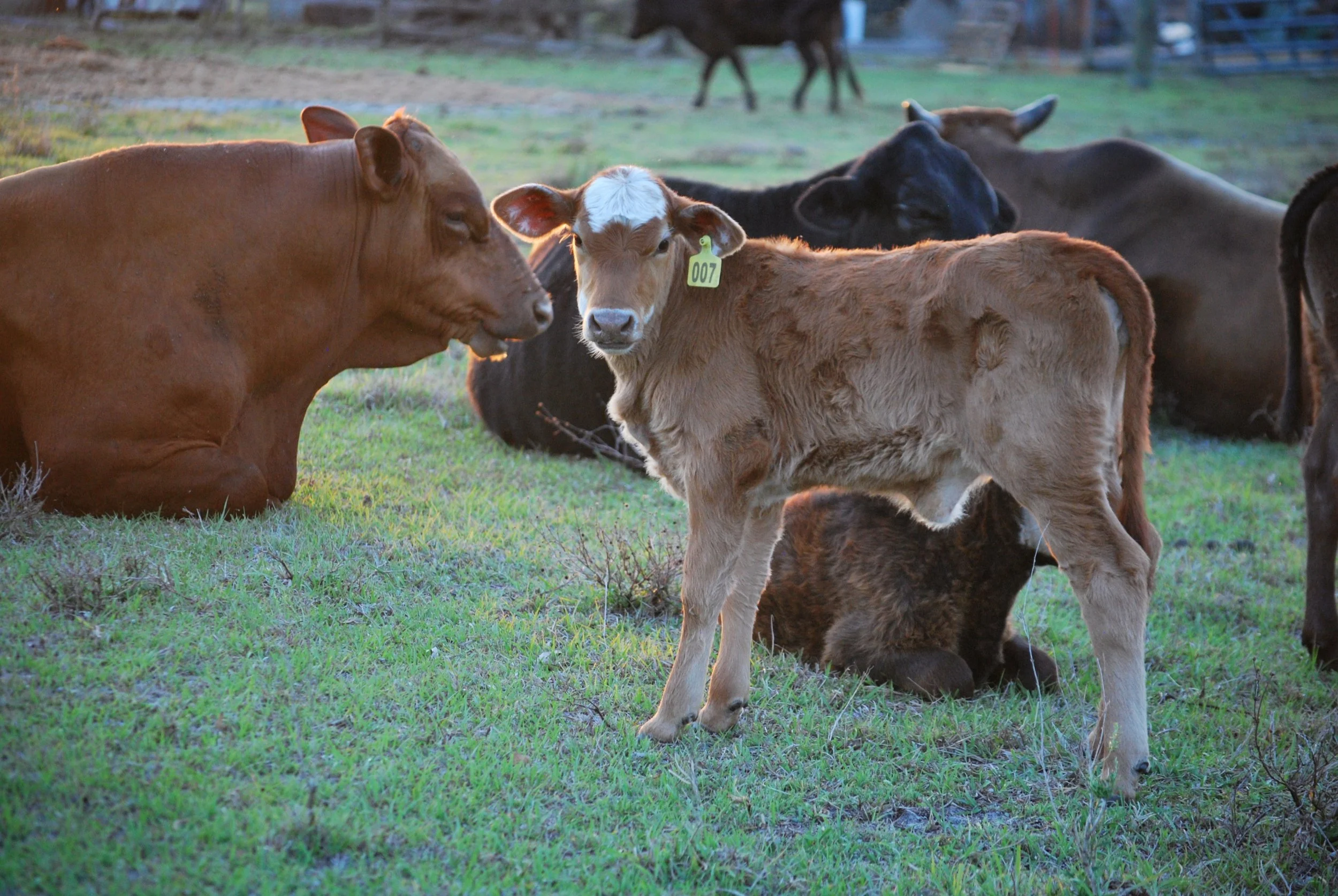 A group of cows and calves on a grassy field, with one calf standing and a larger cow sitting nearby.