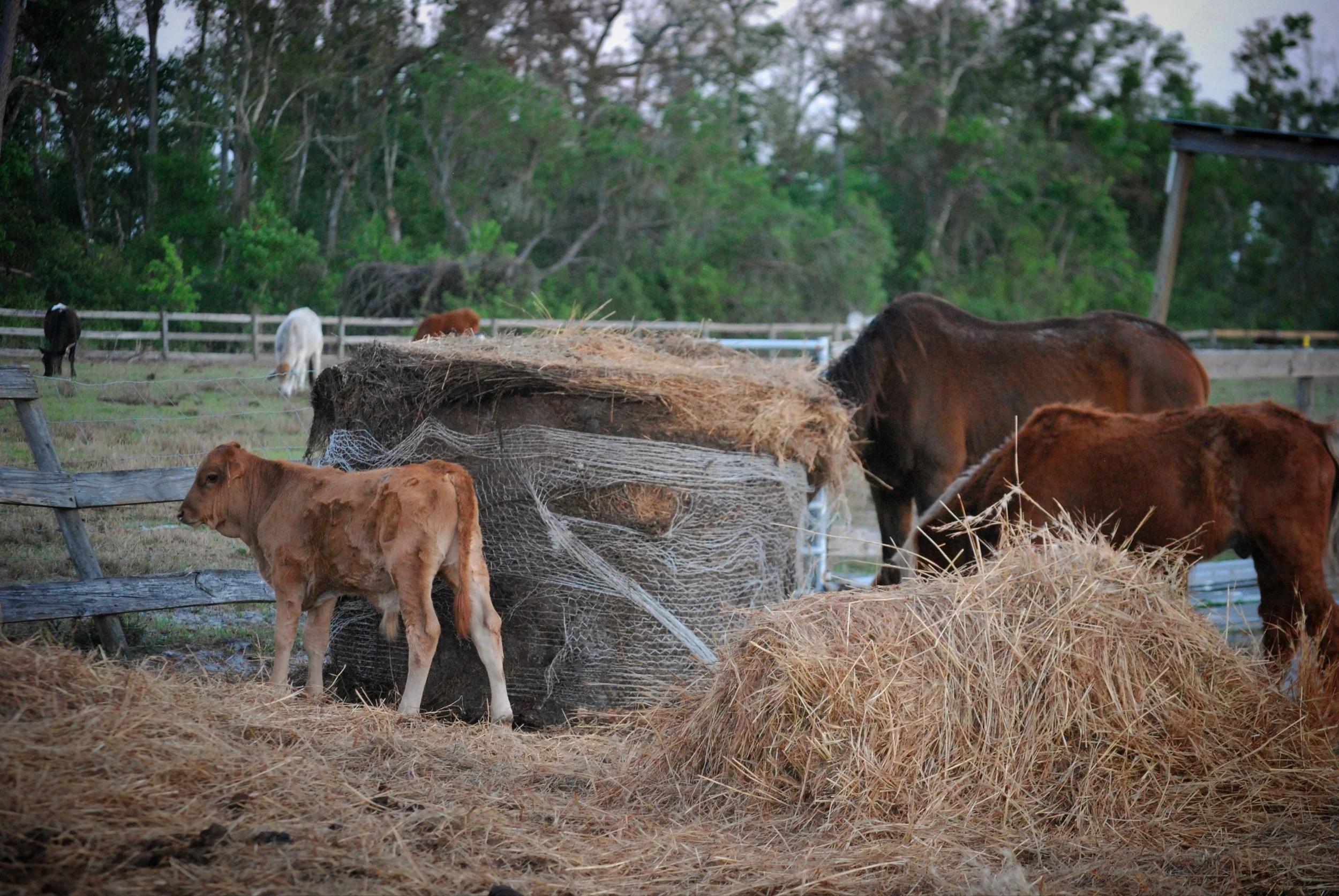 A group of cows and calves in a farm pasture near a haystack and a pile of hay, with trees and a wooden fence in the background.
