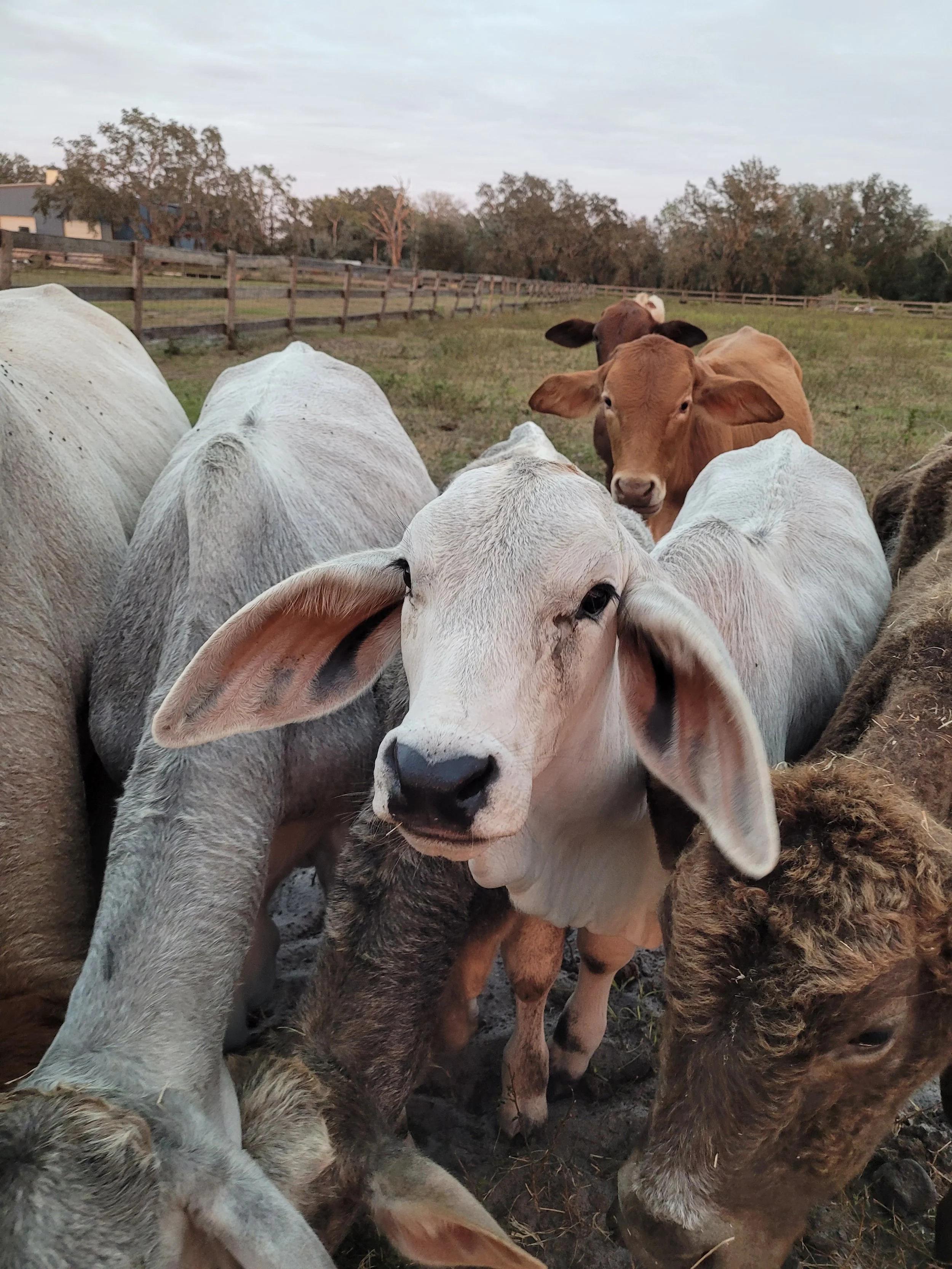 Group of cattle, including a prominent white calf in the foreground, on a farm pasture with a fence and trees in the background.