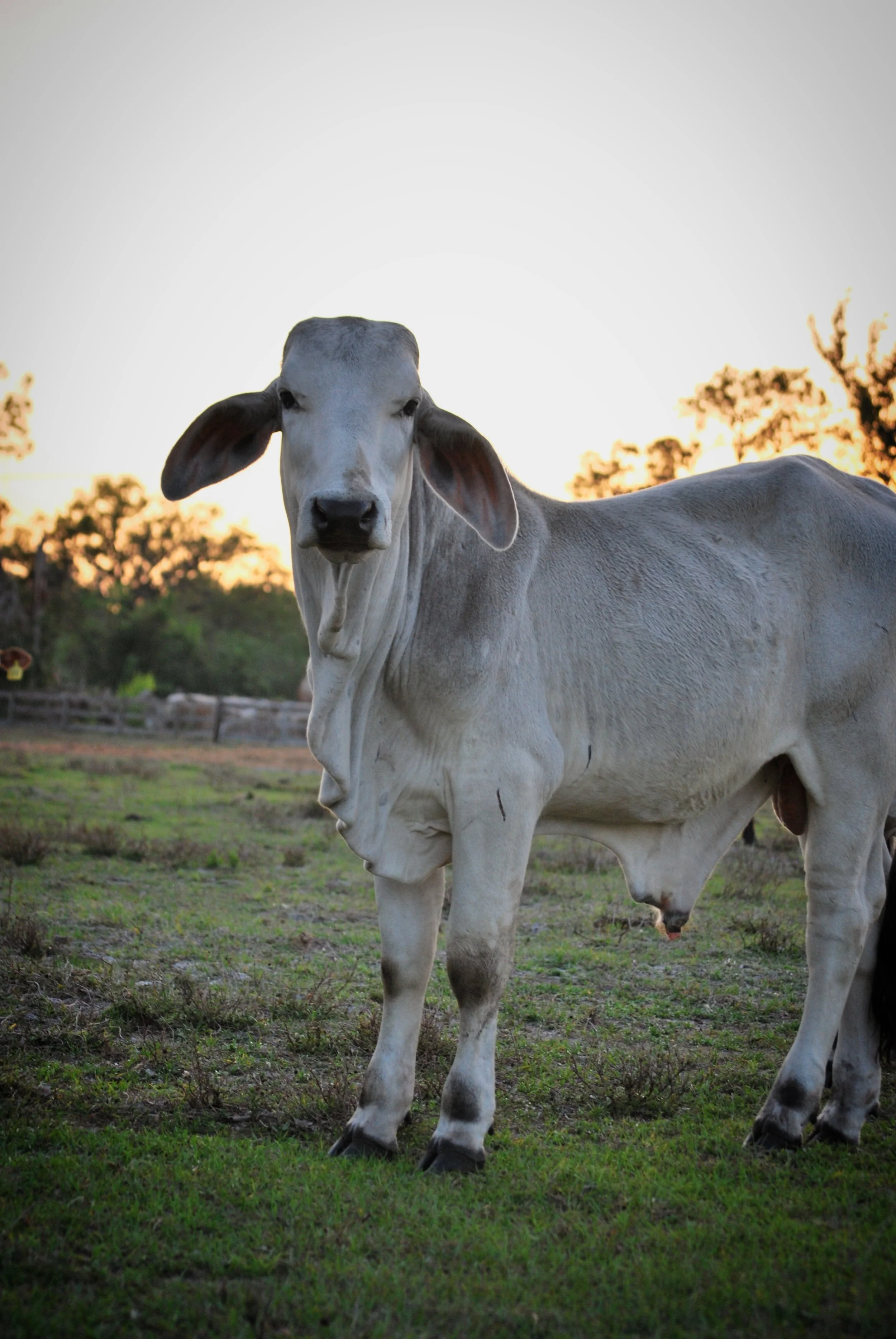 A white cow standing in a grassy field during sunset with trees in the background.
