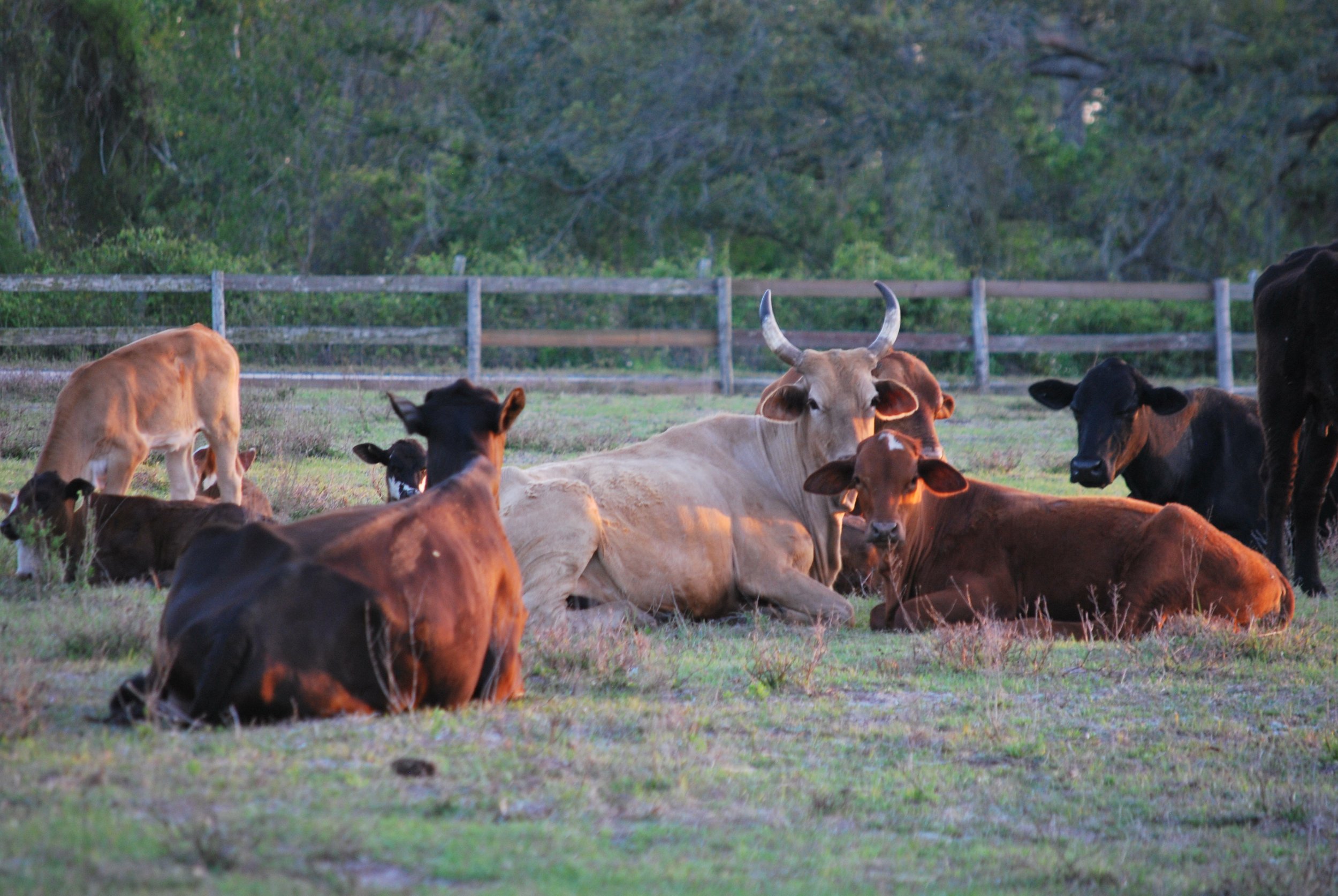 Sandlot Ranch | Get in Touch Now