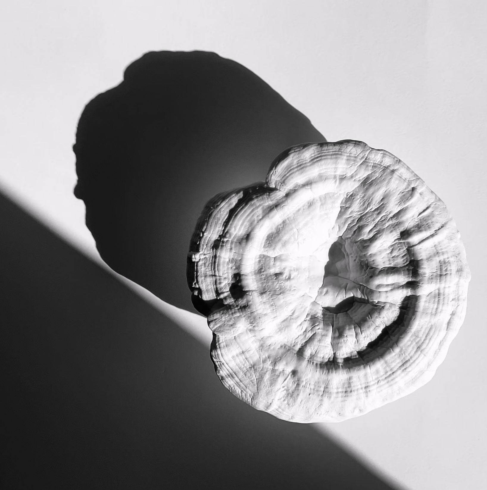 Black and white photo of a spiral seashell casting a shadow on a flat surface.