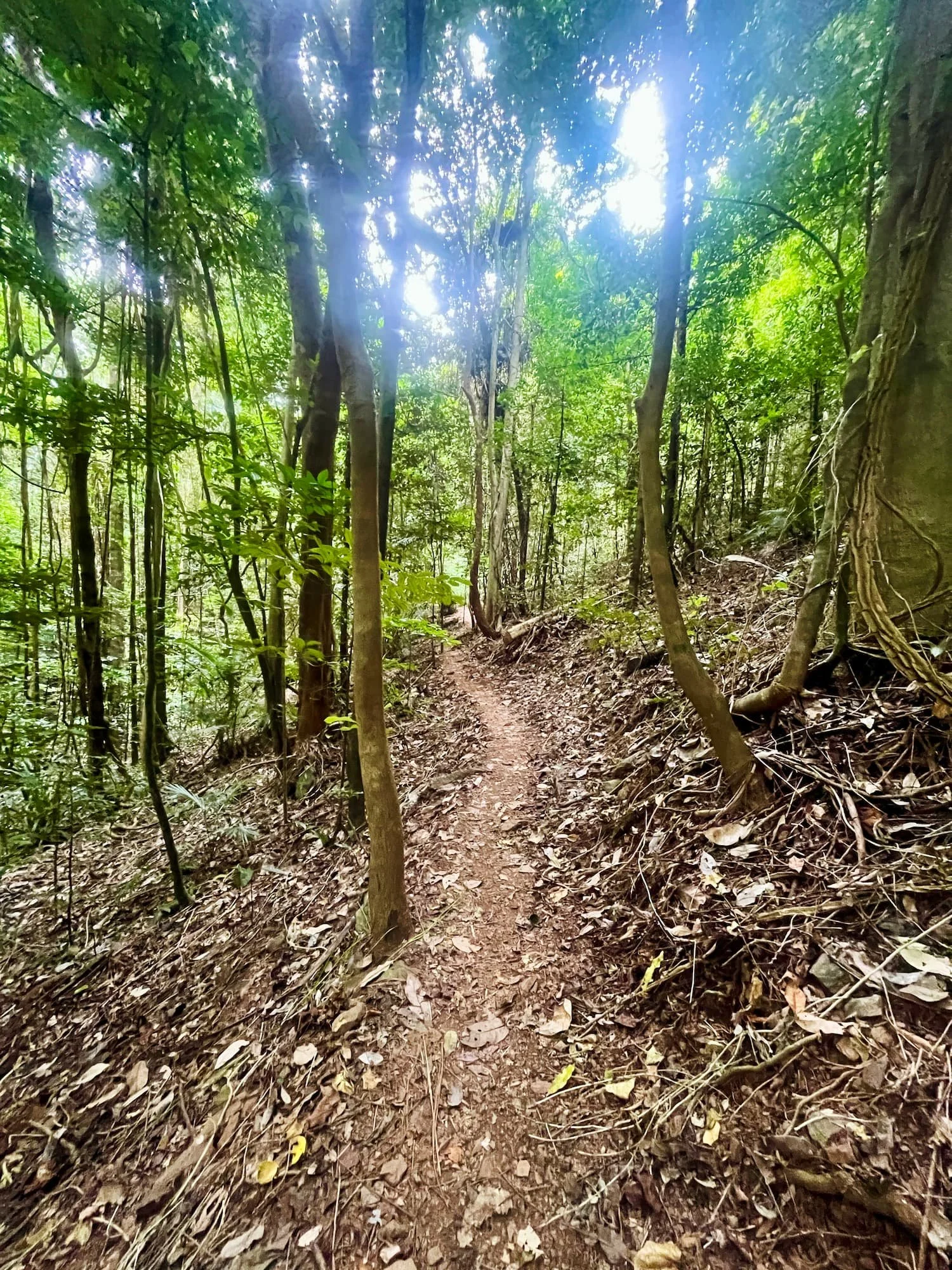 A winding path through the lush tropical rainforest in Cairns, with tall green trees and dappled sunlight filtering through the canopy