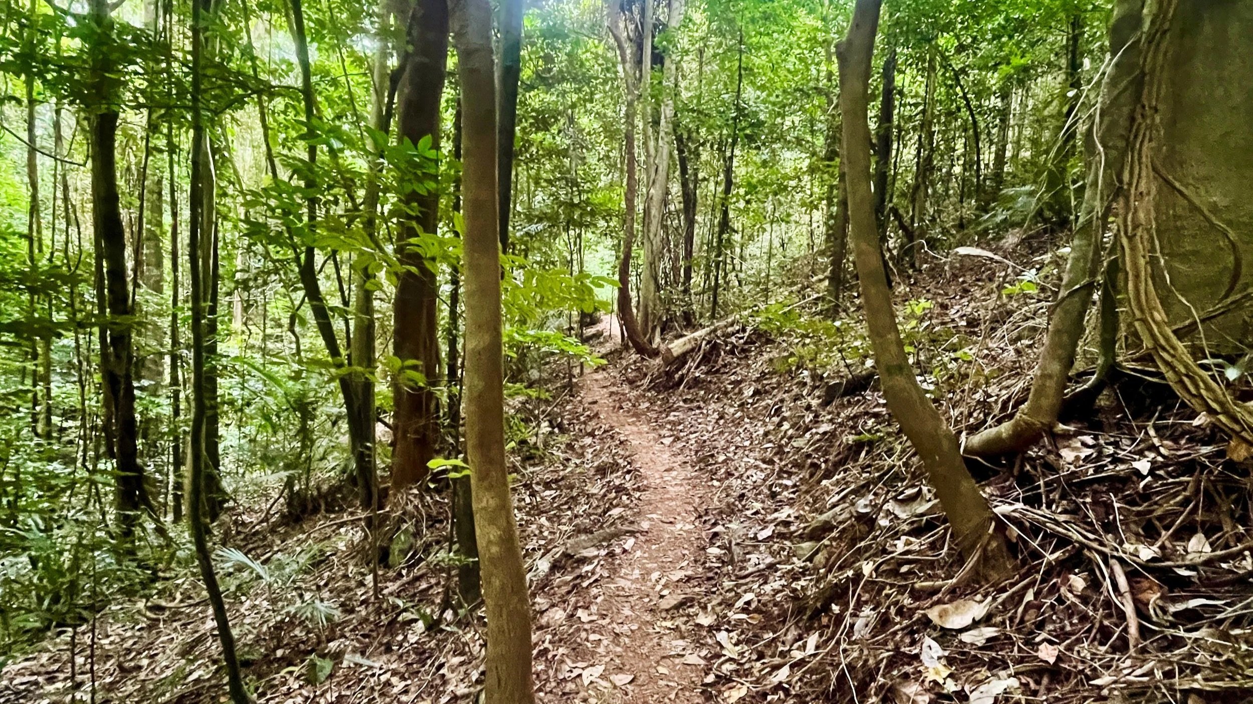A peaceful forest trail with sunlight filtering through — representing grounding, clarity, and meaningful living.