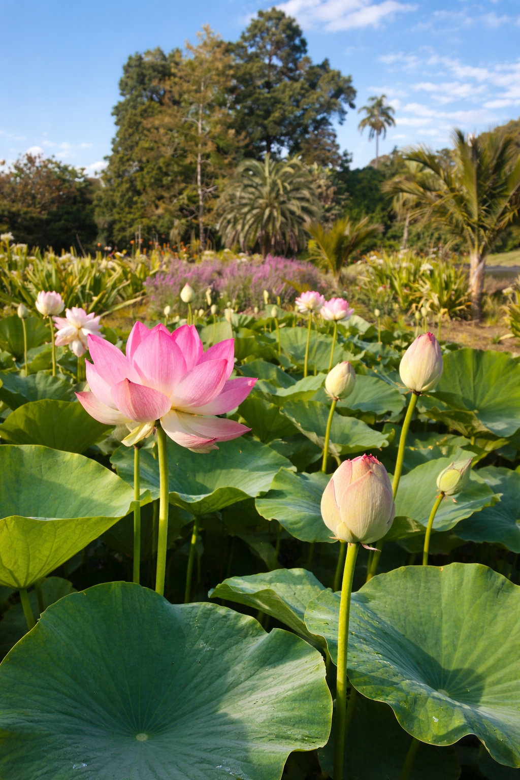 Pink lotus flowers blossoming among large green leaves in a serene pond at Melbourne’s Royal Botanic Gardens, captured by Joanna Wood