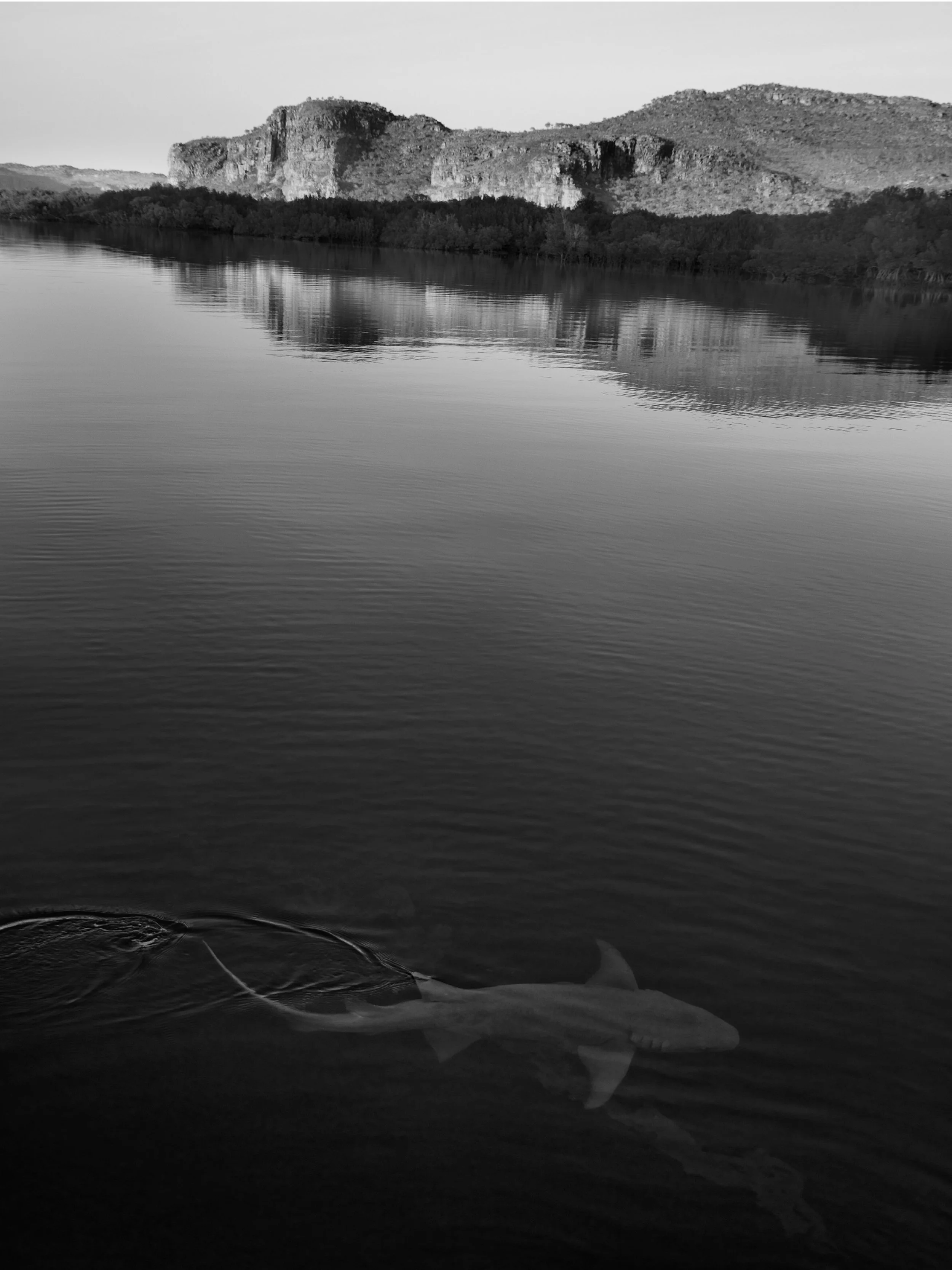 Shark and Landscape 2019_Edition_Crop.jpg
