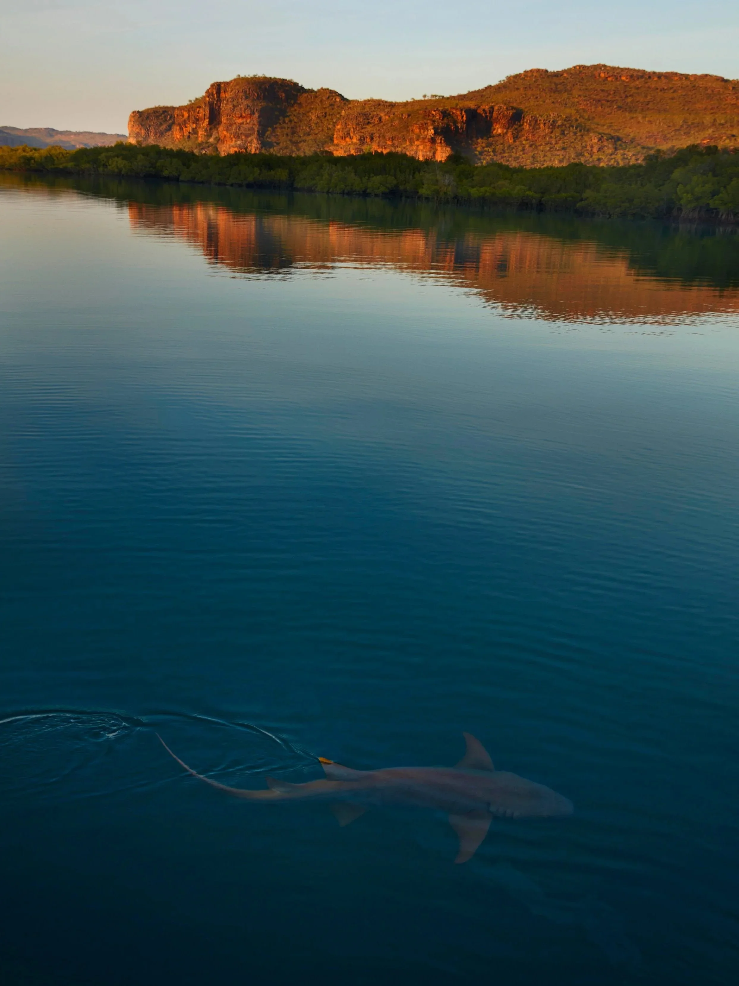 Shark and Landscape, 2019