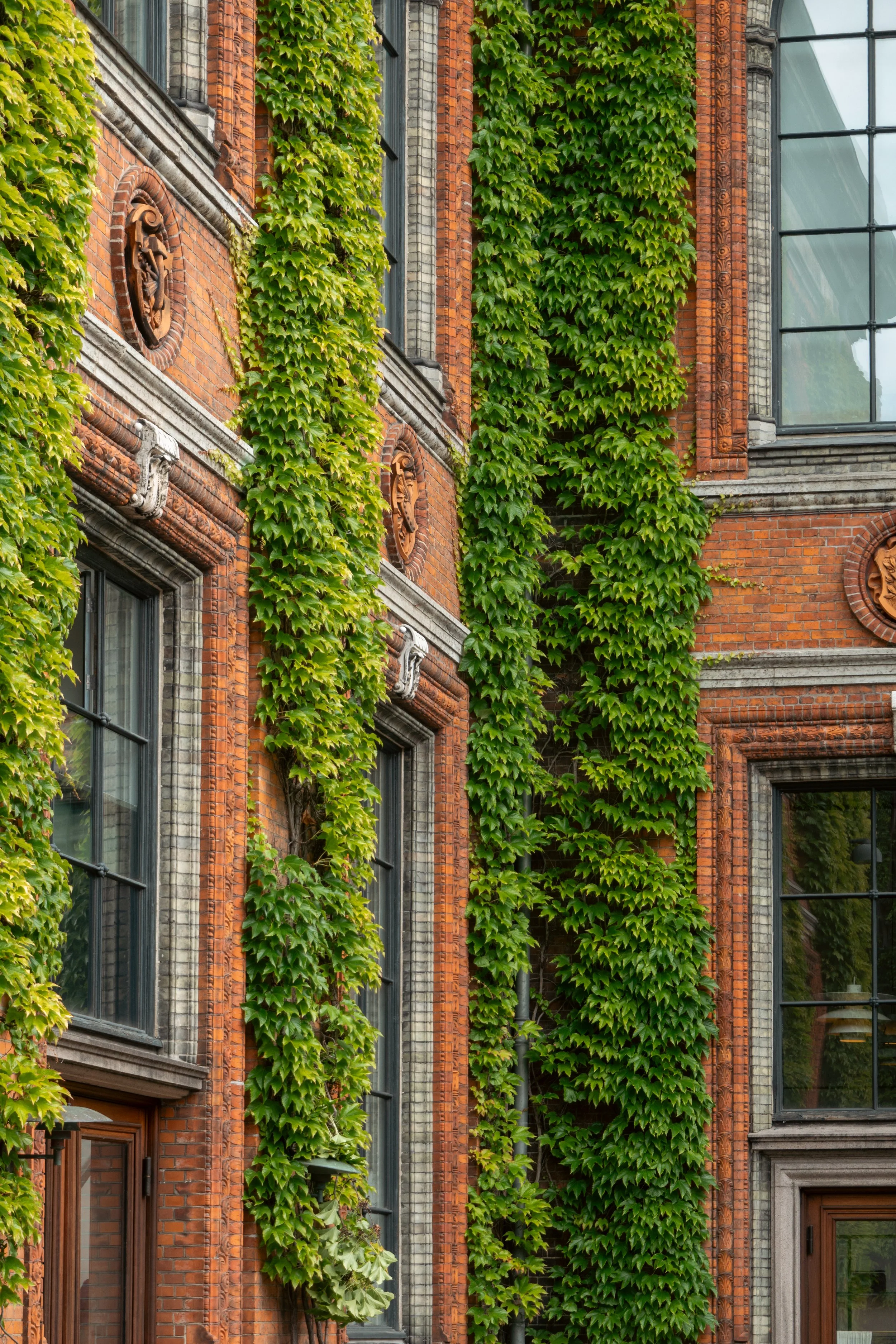 Red brick building covered in green ivy vines, with decorative medallions and large windows.