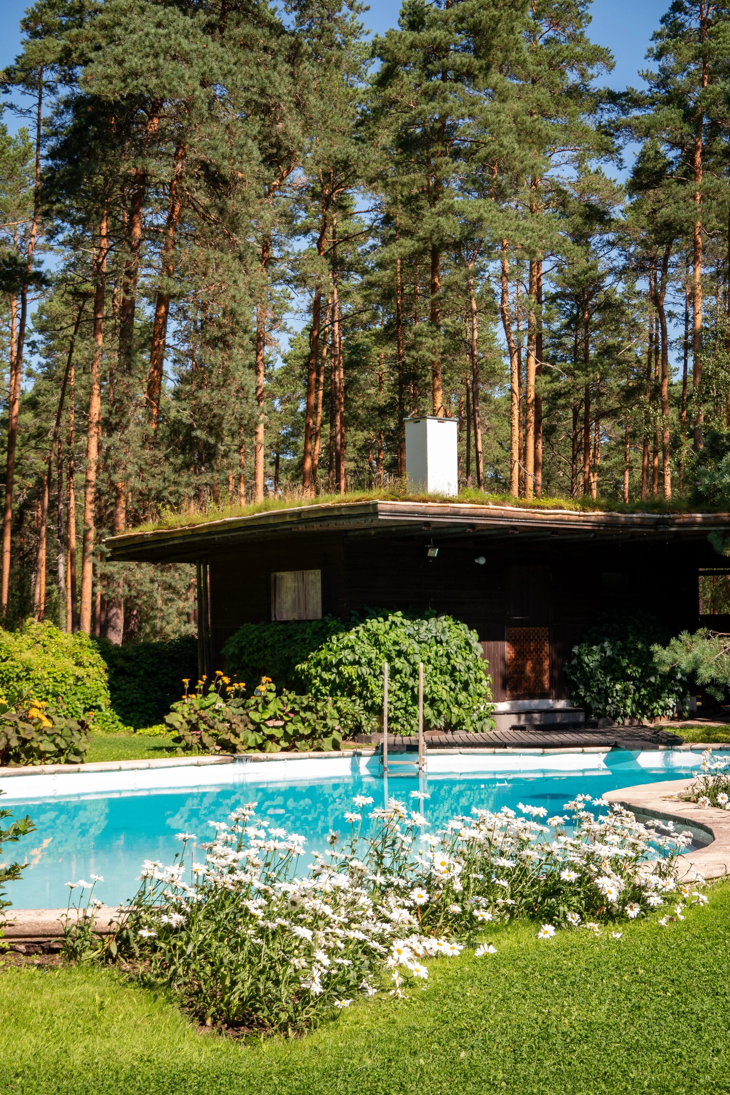 A backyard with a swimming pool, surrounded by white daisies and green bushes, with a small dark house and tall trees in the background under a clear blue sky.