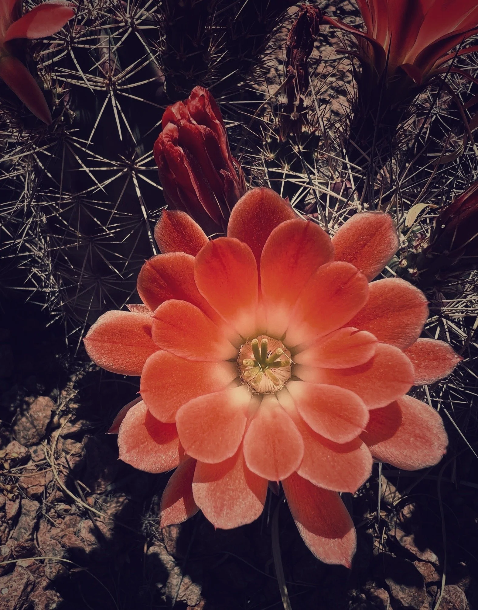 Close-up of a vibrant orange desert flower with rounded petals, surrounded by spiky cacti and dry desert terrain.