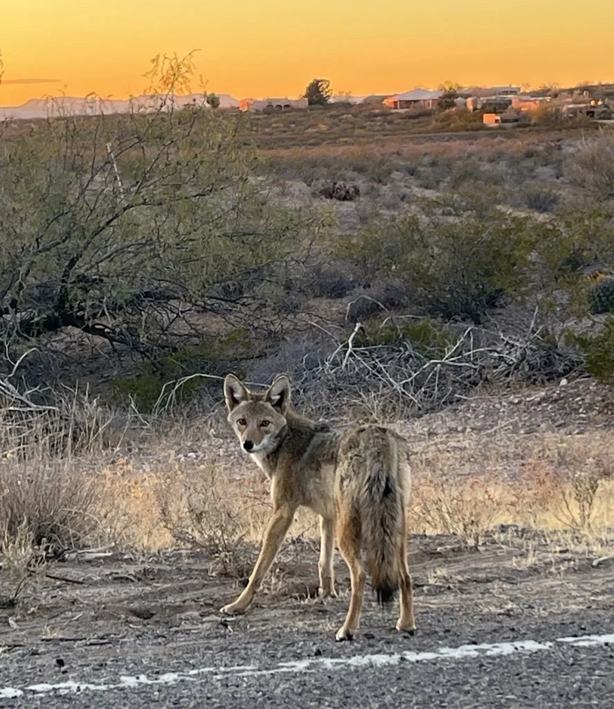 Dancing Coyote Sponsorship