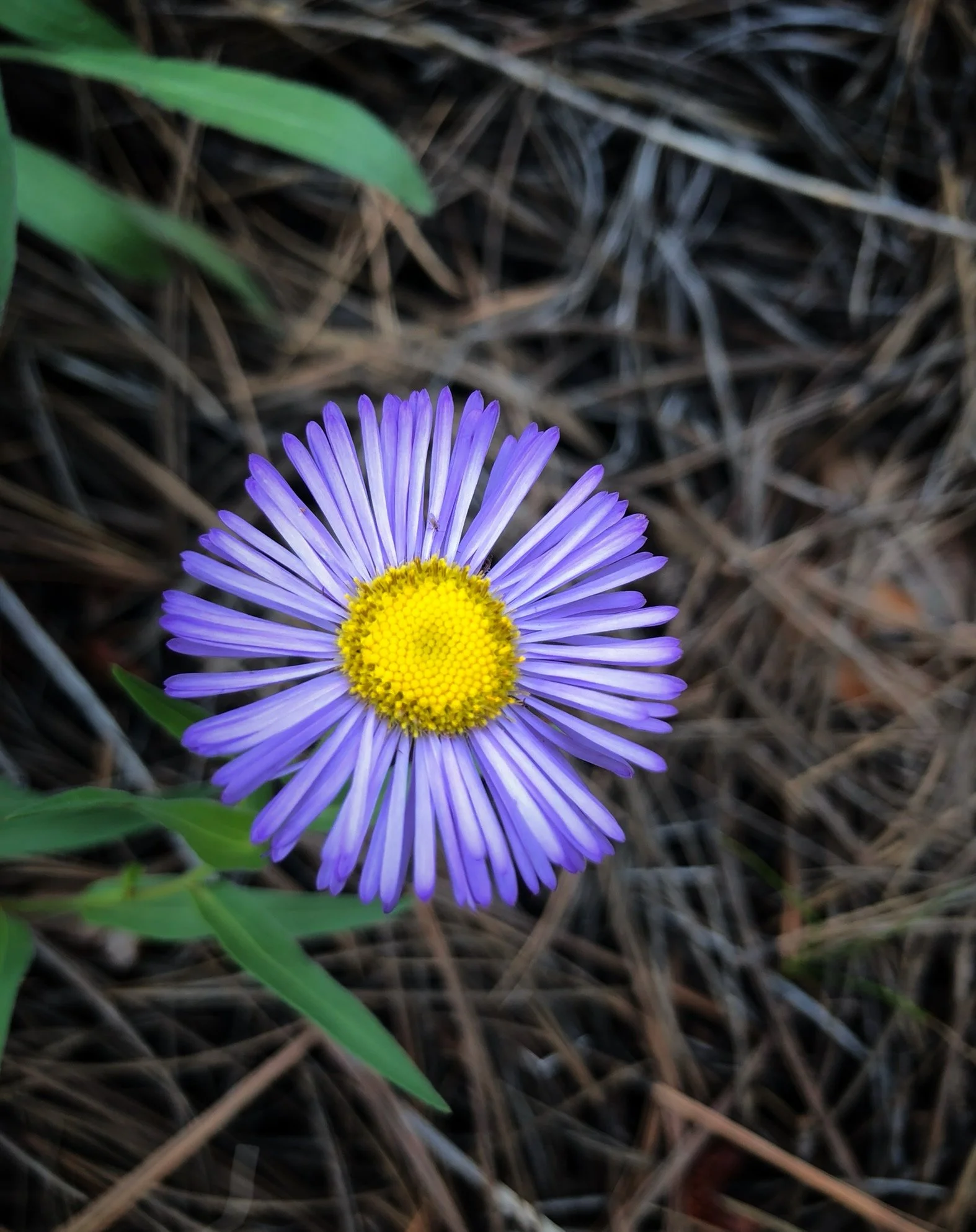 Nonprofit Organization Strengths Assessment