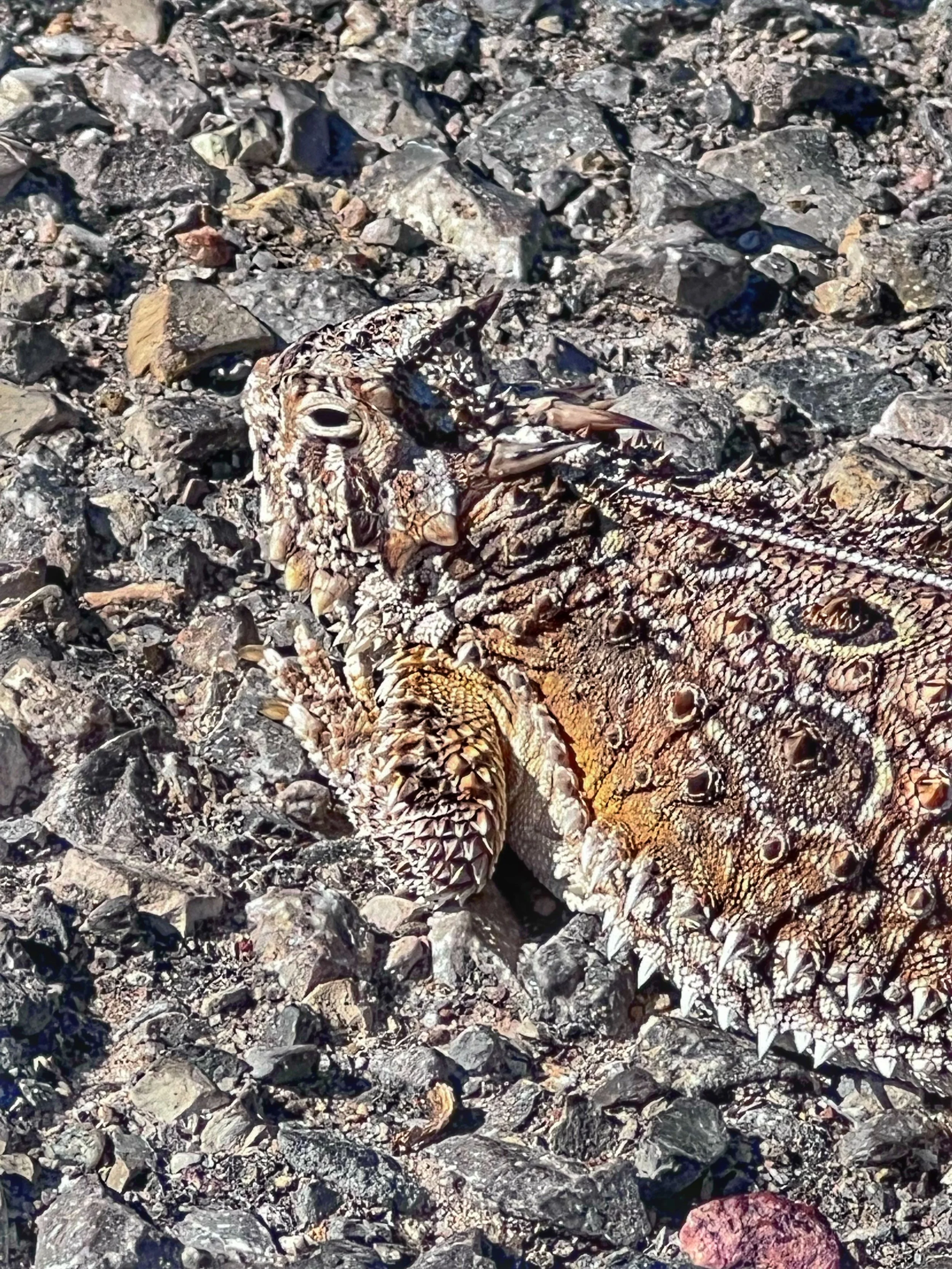 Horned Lizard Sponsorship