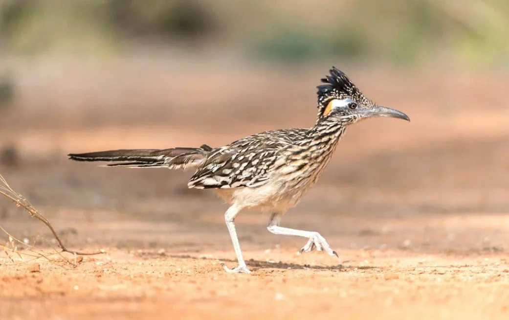 Roadrunner Sponsorship