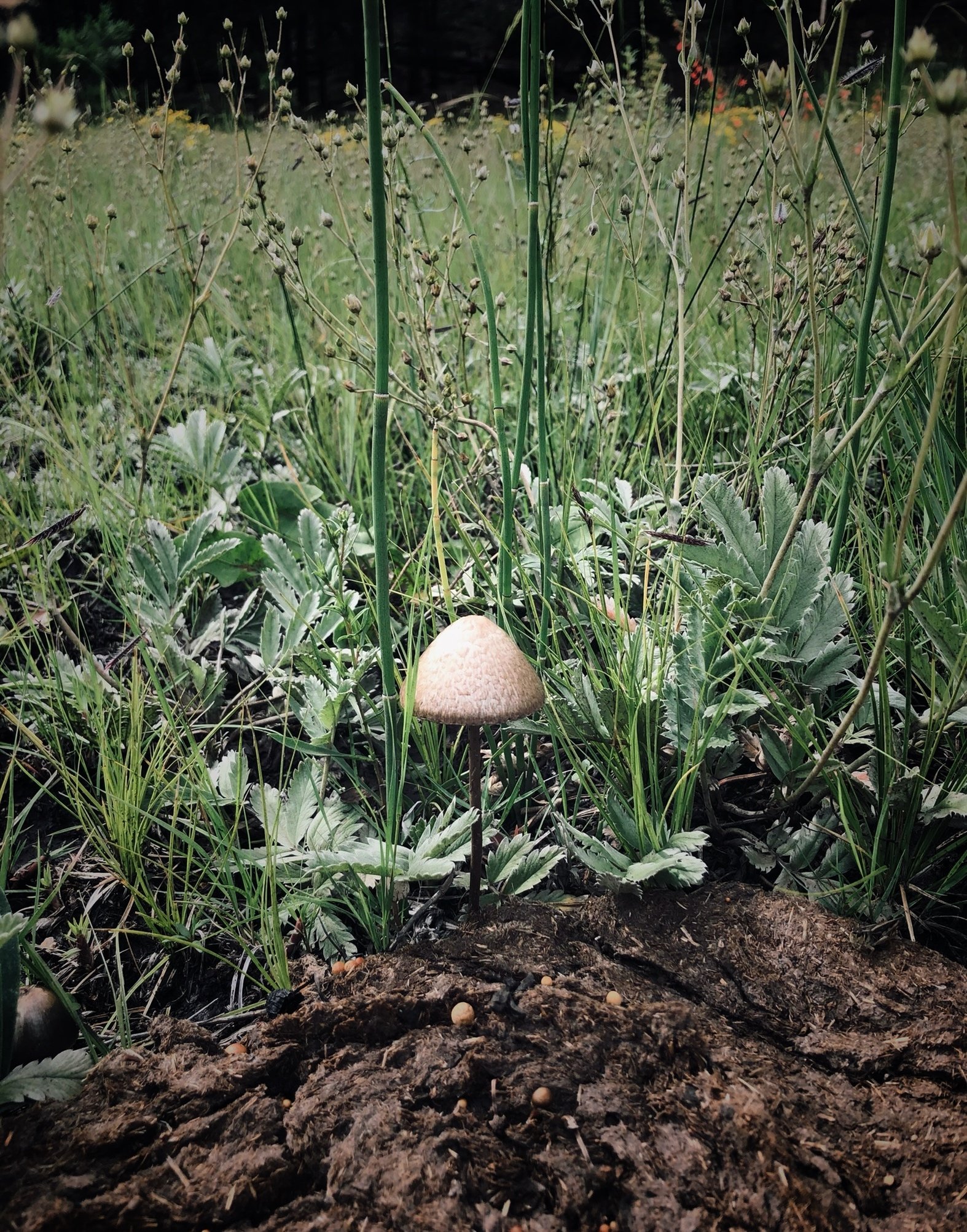 A small mushroom growing in a grassy field with green leaves and tall grass surrounding it.