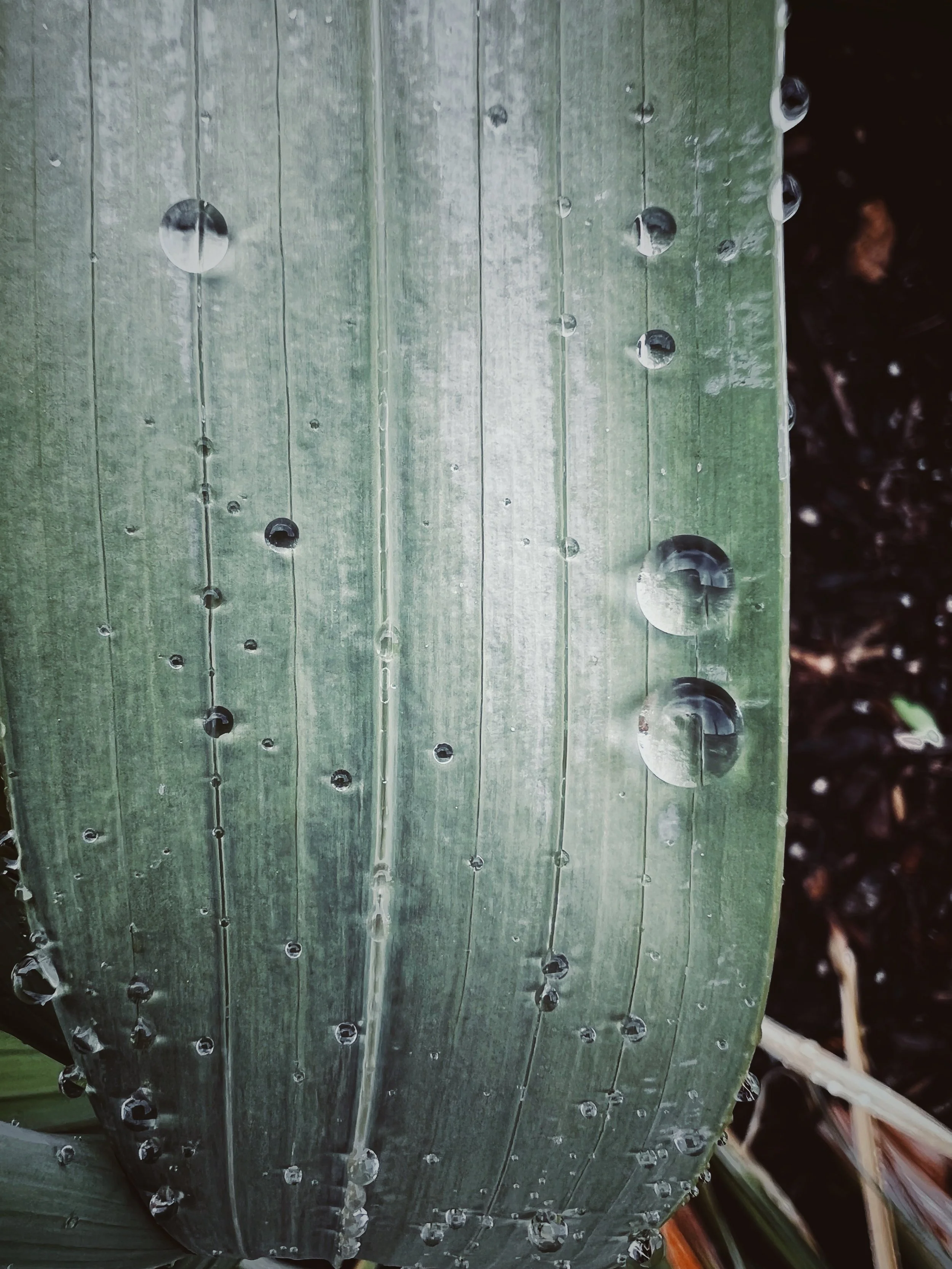 Desert Rain Retreat (day and 1/2)