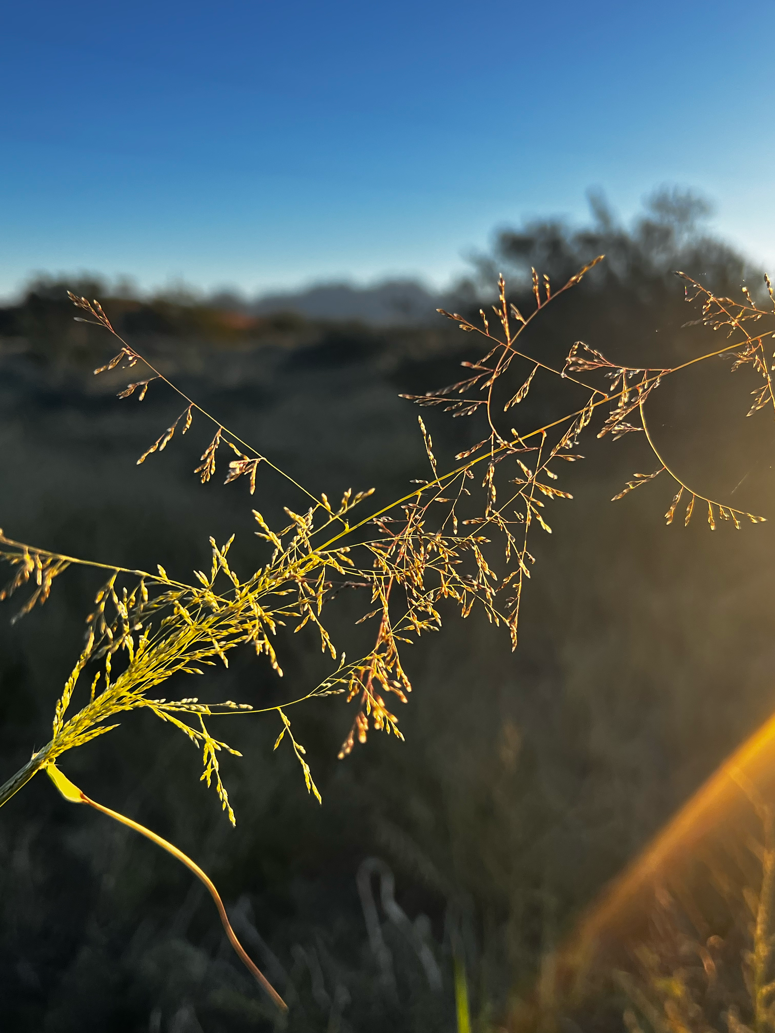 Close-up of a grass stalk with seed heads, backlit by the setting sun, with a blurry natural landscape and blue sky in the background.