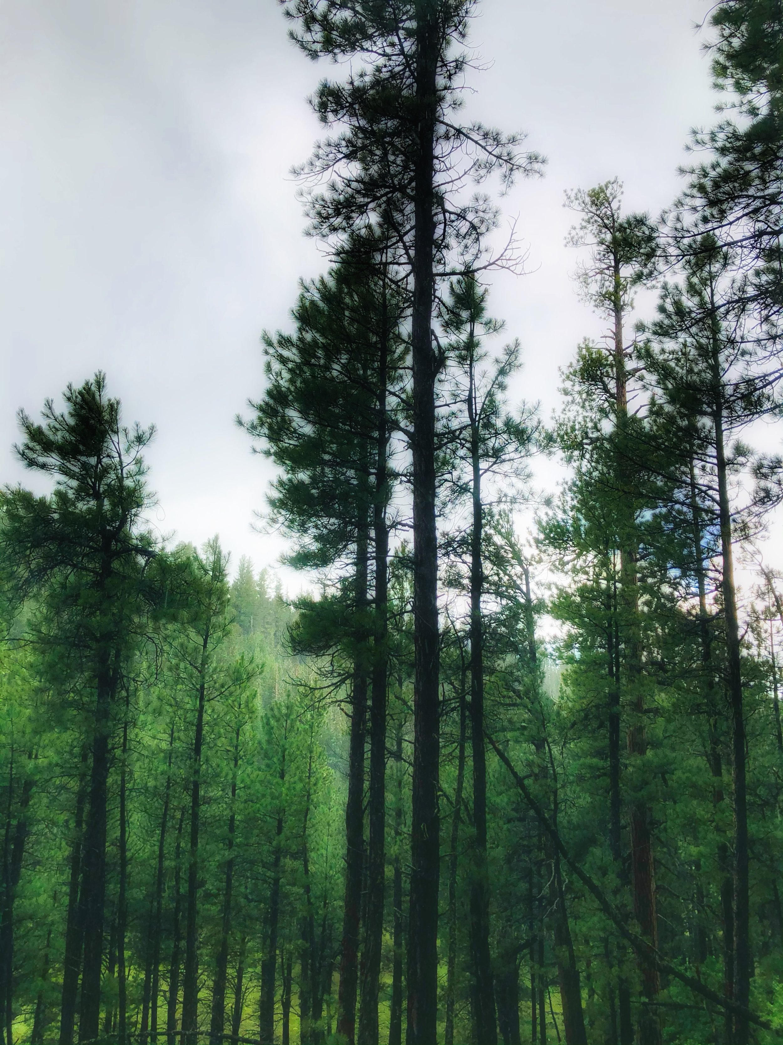 Tall pine trees in a dense forest with a cloudy sky above.
