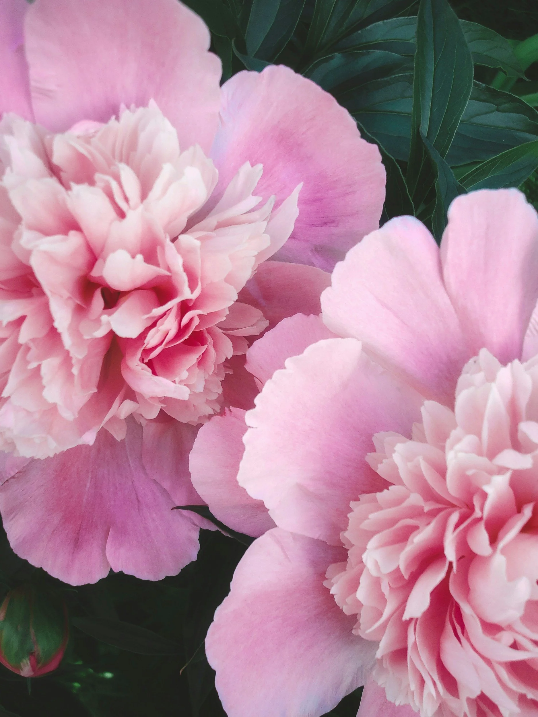 Pink peony flowers symbolizing care, growth, and nurturing