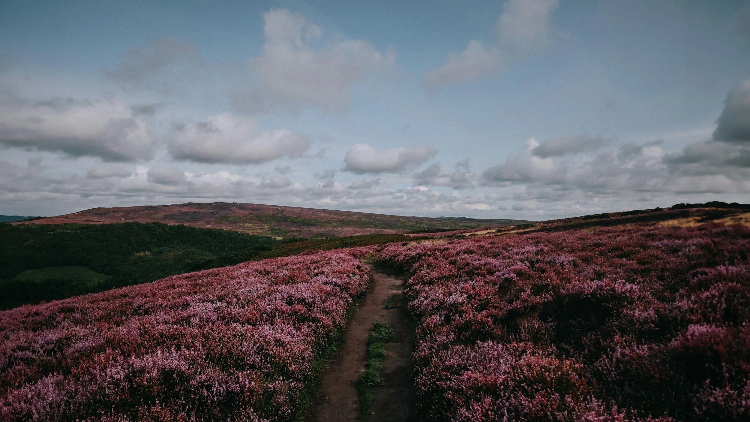 Winding path through purple heather symbolizing personal journey and reflection