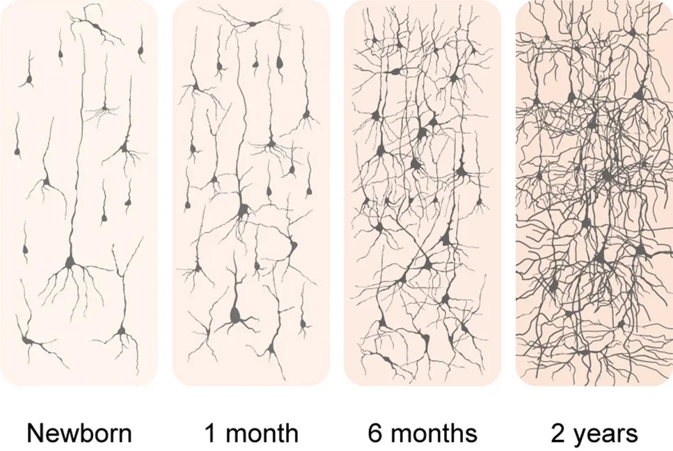 Illustration showing the development of neurons over time: from newborn to 2 years, with increasing complexity of dendritic branches.
