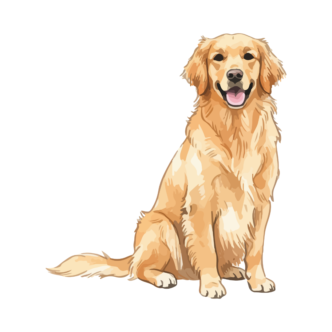 Golden retriever